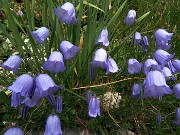 SENTIERO DEI FIORI CLAUDIO BRISSONI, percorso con giro ad anello, partendo dal Rif. Capanna 2000 il 5 luglio 2017 - FOTOGALLERY